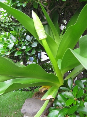 ハマユウ 伸びた花茎,苞
