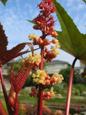 赤い雌花と黄色い雄花