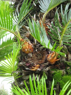 ソテツの雄株と不定芽?