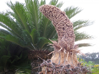 花が終わったソテツの雄花