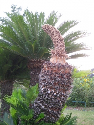 ソテツの雄株と花が終わった雄花