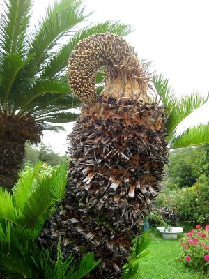 蘇鉄の雄株と枯れた雄花