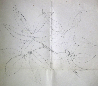 栗の枝葉