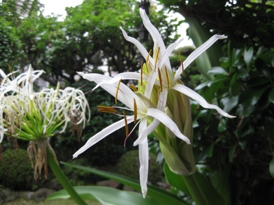 ハマユウの花 咲き始め