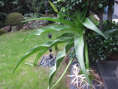 ハマユウの花 咲き終わり
