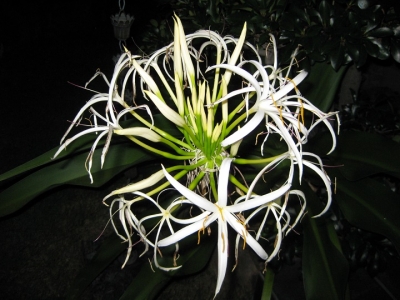 夜に咲くハマユウの花