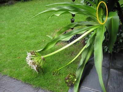 蕾
