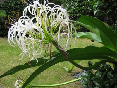 ハマユウの花