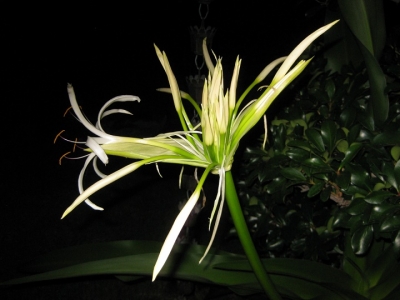多数の蕾が