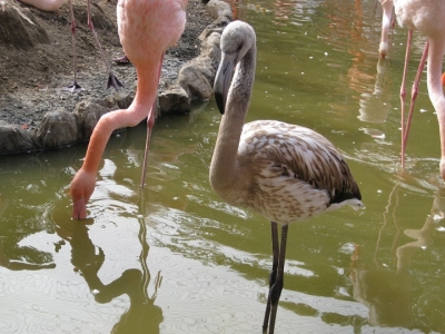 フラミンゴのヒナ 1
