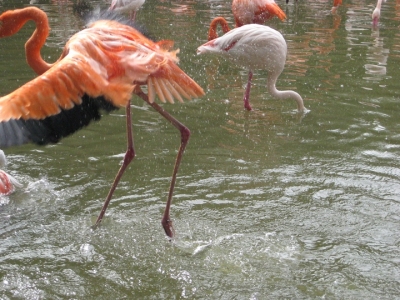 駆け抜けるフラミンゴの成鳥