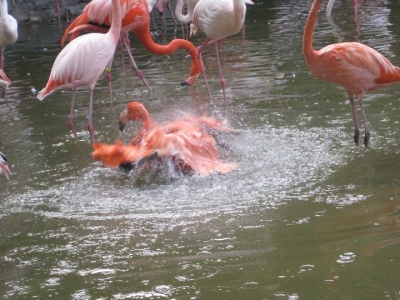 羽をバタつかせて水浴びするフラミンゴ