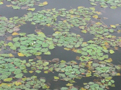 菱
