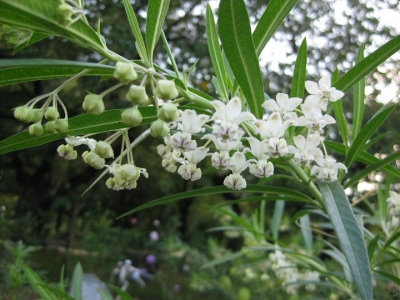 フウセントウワタの花 1
