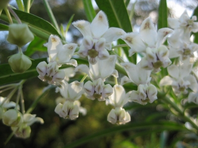 フウセントウワタの花 2