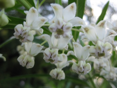 フウセントウワタの花 3