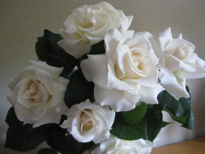庭で咲いた白い薔薇