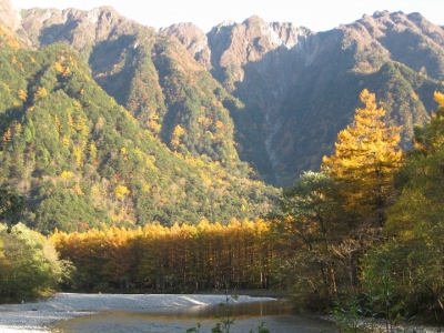 霞沢岳と黄金色に輝くカラマツ林
