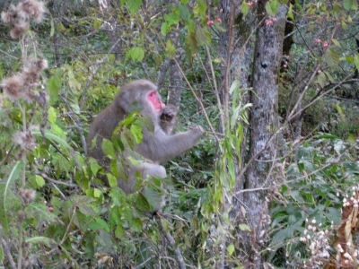 マユミの実を食べるサル