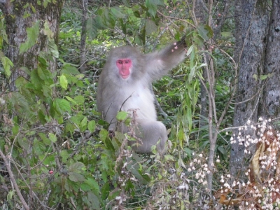 マユミの枝に手をかけたサル