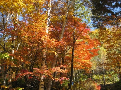 しらかば平駅辺りの紅葉綺麗