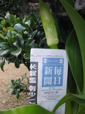 ハマユウ 蕾