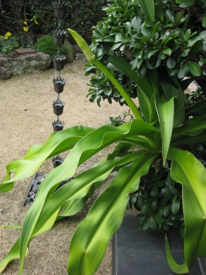 花茎が伸びたハマユウ