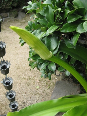 ハマユウ 蕾