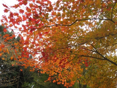 カエデの紅葉