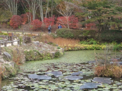 池には睡蓮