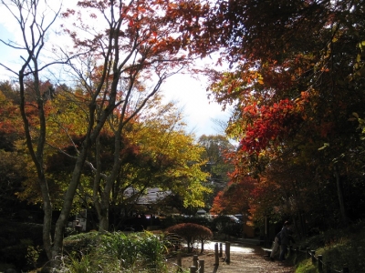 紅葉,黄葉