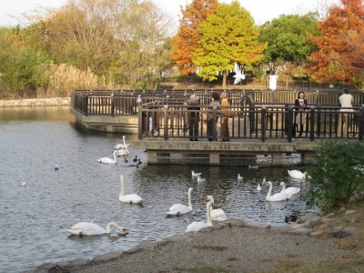 昆陽池・給餌池の野鳥観察橋