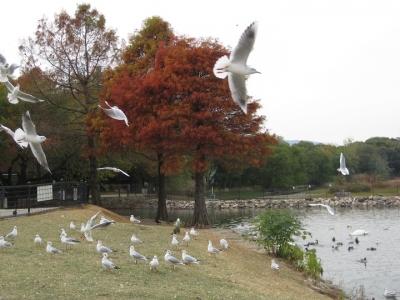 昆陽池・給餌池 落羽松 紅葉