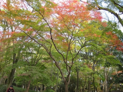紅葉し始めのもみじ
