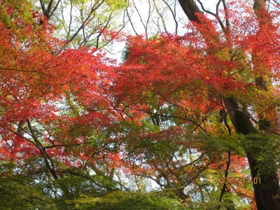 鮮やかな紅葉