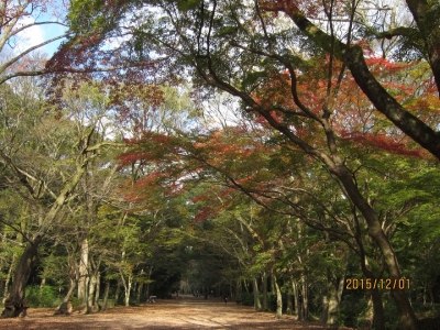 下鴨神社・糺の森 馬場のもみじ