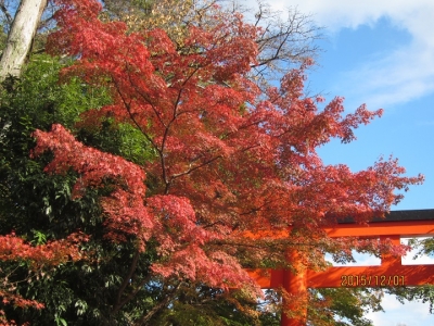 鮮やかな紅葉