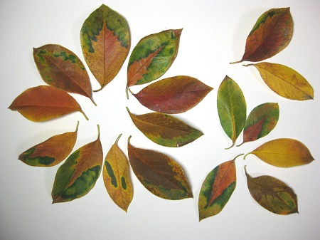 カリンの紅葉した落ち葉 模様入り 1