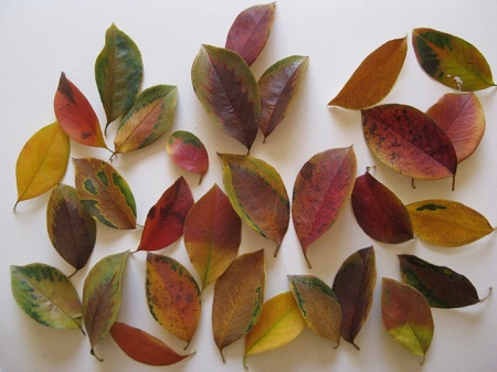 カリンの紅葉した落ち葉 模様入り 3