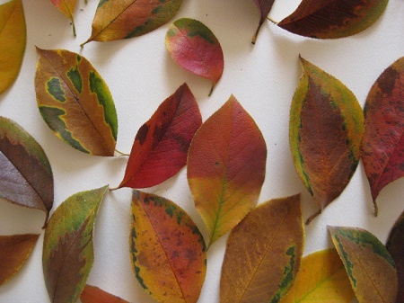 カリンの紅葉した落ち葉 模様入り 2
