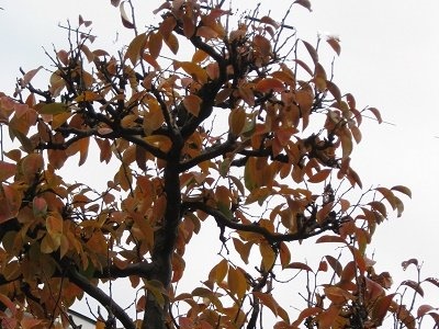 カリンの木 紅葉進む