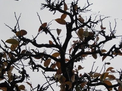 紅葉した葉を揺すって落とした