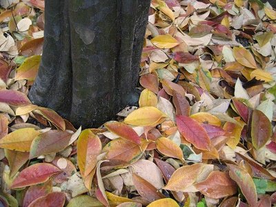 カリンの根元に散った紅葉