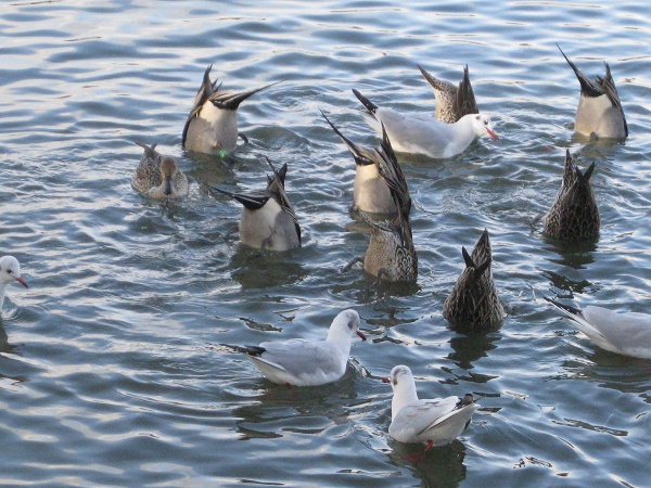水面に逆立ちして餌を採るオナガガモ