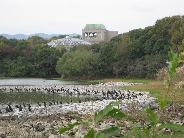 池中の積石上に並んでいるカワウの群れ