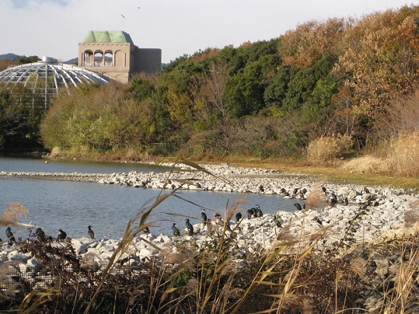 池中の積石上で寛ぐカワウ群れ