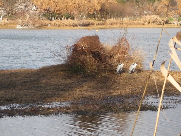 昆陽池の小島にアオサギ2羽
