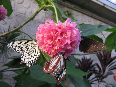 ドンベアの花の蜜を吸うチョウたち