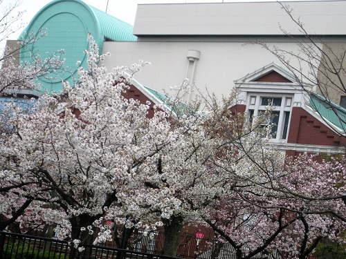 大阪造幣局と大川堤防の桜