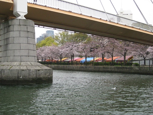 斜張橋の川崎橋と桜